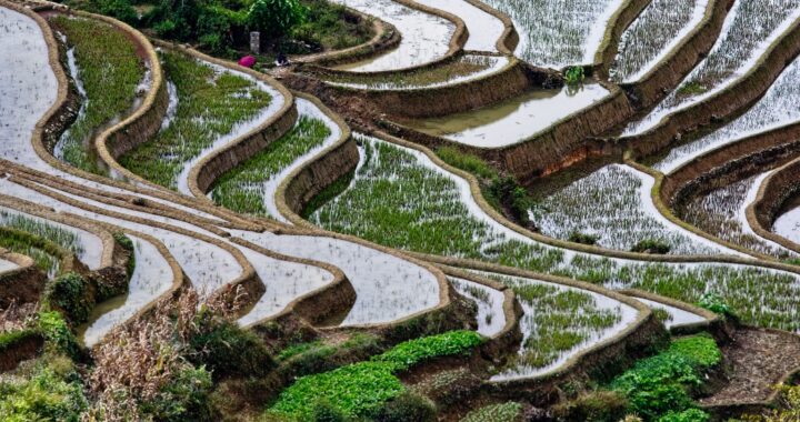 Fotografia em cores de campos de arroz em Yunan, na China.